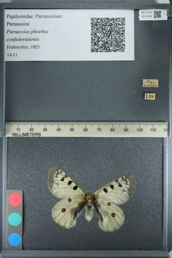 Media type: image;   Entomology 174355